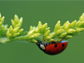 image of a ladybug on a plant