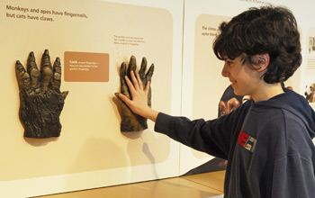 Photo of boy sizing up his hand with that of a gorilla's in Penn Museum's new interactive exhibition