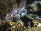 Abalone in ocean crevices