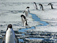 Adelie penguins