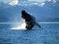 a humpback whale breaching