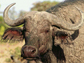 an African buffalo