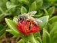 African honey bee on a flower