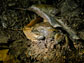 an Alaska wood frog