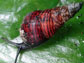 amastrid land snail species