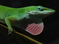 native green anole