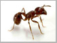 an image of an ant
