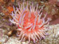 sea anemone