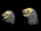 Apert mutant growth