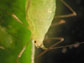 Aphid adult