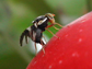 a fly on an apple