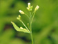 an arabidopsis plant