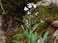 arabidopsis arenosa