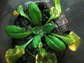 arabidopsis plant