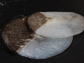 a close-up of two Arapaima scales