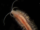 an Archaea-eating worm