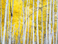 Aspen trees