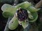 Austrobaileya flower
