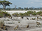 A baboon group on dry land in Kenya