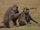 an adult male baboon is grooming an adult female
