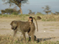 an infant baboon rides on its mother's back