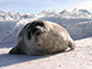 a baby seal