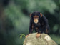 a baby chimp