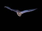 a bat in flight