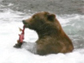 a bear eating a fish