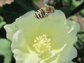 a bee pollinates a cotton flower