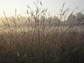 mixed prairie in the U.S. Midwest