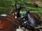 image of beetle horns