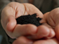 biochar is ground charcoal that's added to soil