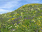 News thumbnail, wildflowers