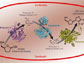 pathway determined by bioretrosynthesis