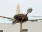 birds nest atop a street light