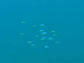 group of black axil chromis larvae swimming