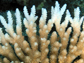 News thumbnail of bleached coral