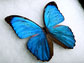 a Giant Blue Morpho butterfly