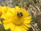 a bumblebee on a sunflower