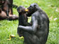 Bonobos Kisantu and Liyaka share a piece of fruit