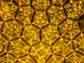 boxfish shell composed of several hexagonal scutes