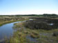 a brackish marsh