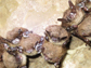 little brown bats affected by white-nose syndrome