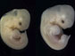 embryonic development of the buffy flower bat