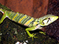 a multi-colored bush anole