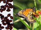 a monarch butterfly and the parasite it can carry