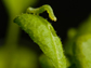 a cabbage looper caterpillar