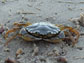 the European green crab, Carcinus maenas