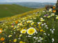 spring wildflowers